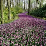 A vibrant pathway through blooming spring flowers in a serene woodland.